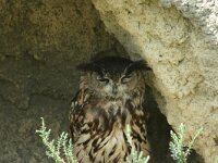 Bubo bubo 44, Oehoe, Saxifraga-Dirk Hilbers