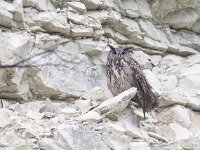 Bubo bubo 45, male, Oehoe, Saxifraga-Mark Zekhuis