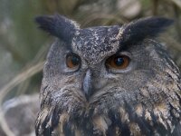 Bubo bubo 46, Oehoe, Saxifraga-Mark Zekhuis