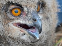 Bubo bubo 47, Oehoe, Saxifraga-Tom Heijnen