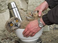 Bubo bubo 5, Oehoe zenderen, Saxifraga-Martin Mollet