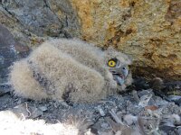 Bubo bubo 50, Oehoe, Saxifraga-Mark Zekhuis