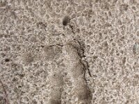 Bubo bubo 52, Oehoe, Saxifraga-Mark Zekhuis