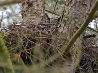 Bubo bubo 71, Oehoe, Saxifraga-Tom Heijnen