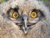 Bubo bubo 74, Oehoe, Saxifraga-Tom Heijnen