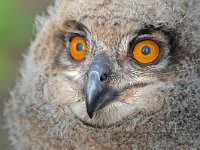 Bubo bubo 75, Oehoe, Saxifraga-Tom Heijnen