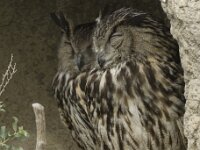 Bubo bubo 8, Oehoe, Saxifraga-Willem van Kruijsbergen