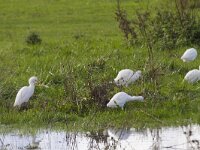 Bubulcus ibis 115, Koereiger, Saxifraga-Jan Nijendijk