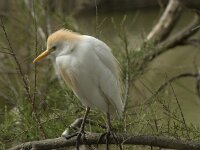 Bubulcus ibis 17, Koereiger, Saxifraga-Willem van Kruijsbergen
