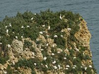Bubulcus ibis 26, Koereiger, Saxifraga-Jan van der Straaten