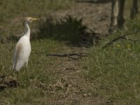 Bubulcus ibis 27, Koereiger, Saxifraga-Jan van der Straaten