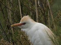 Bubulcus ibis 28, Koereiger, Saxifraga-Jan van der Straaten