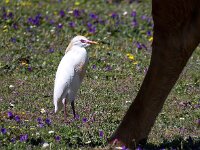 Bubulcus ibis 38 Koereiger, Saxifraga-Bart Vastenhouw