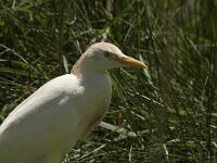 Bubulcus ibis 40, Koereiger, Saxifraga-Jan van der Straaten