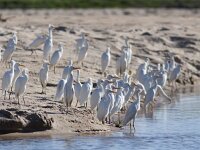 Bubulcus ibis 46, Koereiger, Saxifraga-Mark Zekhuis