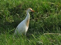 Bubulcus ibis 58, Koereiger, Saxifraga-Henk Sierdsema