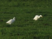 Bubulcus ibis 63, Koereiger, Saxifraga-Henk Sierdsema