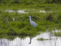 Bubulcus ibis 64, Koereiger, Saxifraga-Jan Nijendijk