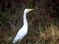 Bubulcus ibis 68, Koereiger, Saxifraga-Bart Vastenhouw