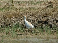 Bubulcus ibis 9, Koereiger, Saxifraga-Jan van der Straaten