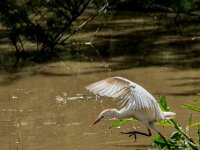 Bubulcus ibis, Koereiger 127, adult, breeding plumage, Saxifraga-Theo Verstrael