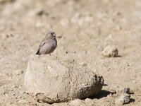 Bucanetes githagineus 2, Woestijnvink, Saxifraga-Mark Zekhuis