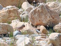 Bucanetes githagineus 4, Woestijnvink, Saxifraga-Tom Heijnen