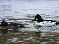 Bucephala clangula 12, Brilduiker, Saxifraga-Bart Vastenhouw