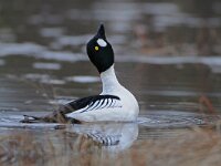 Bucephala clangula 13, display, Brilduiker, Saxifraga-Joerg Mager