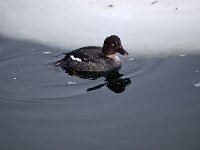 Bucephala clangula 16, Brilduiker, Saxifraga-Piet Munsterman