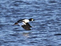 Bucephala clangula 18, Brilduiker, Saxifraga-Peter Meininger