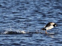 Bucephala clangula 19, Brilduiker, Saxifraga-Peter Meininger