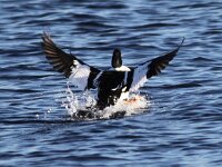 Bucephala clangula 20, Brilduiker, Saxifraga-Peter Meininger