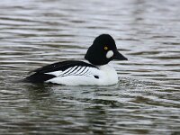 Bucephala clangula 22, Brilduiker, Saxifraga-Bart Vastenhouw