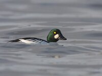 Brilduiker, Bucephala clangula, Goldeneye  Brilduiker, Bucephala clangula, Goldeneye : Brilduiker, Bucephala clangula, Goldeneye, Groningen, Lauwersmeer, Nationaal Park, Natura 2000, Red list, adult, duck, eend, eendachtige, fowl, green, groen, male, man, mannetje, rode lijst, swimming, volwassen, water, water bird, waterfowl, watervogel, white, wit, zwemmend