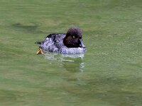 Bucephala clangula 43, Brilduiker, Saxifraga-Bart Vastenhouw