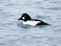 Bucephala clangula 45, Brilduiker, Saxifraga-Bart Vastenhouw