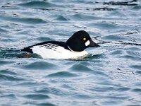 Bucephala clangula 47, Brilduiker, Saxifraga-Bart Vastenhouw