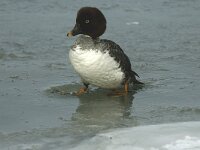 Bucephala clangula 5, female, Brilduiker, Saxifraga-Piet Munsterman