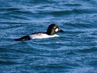 Bucephala clangula 52, Brilduiker, Saxifraga-Bart Vastenhouw