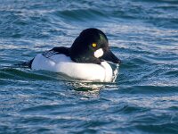 Bucephala clangula 55, Brilduiker, Saxifraga-Bart Vastenhouw