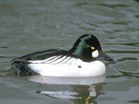 Bucephala clangula 6, male, Brilduiker, Saxifraga-Piet Munsterman