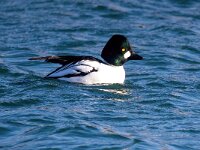 Bucephala clangula 60, Brilduiker, Saxifraga-Bart Vastenhouw