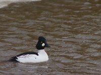 Brilduiker  Brilduiker : Bucephala clangula