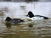 Bucephala clangula 9, Brilduiker, Saxifraga-Bart Vastenhouw