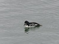 Bucephala islandica 2, IJslandse brilduiker, Saxifraga-Peter Stein