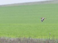 Burhinus oedicnemus 8, Griel, Saxifraga-Tom Heijnen