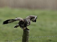 Buteo buteo 100, Buizerd, Saxifraga-Piet Munsterman
