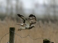 Buteo buteo 101, Buizerd, Saxifraga-Piet Munsterman