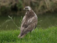 Buteo buteo 103, Buizerd, Saxifraga-Janus Verkerk